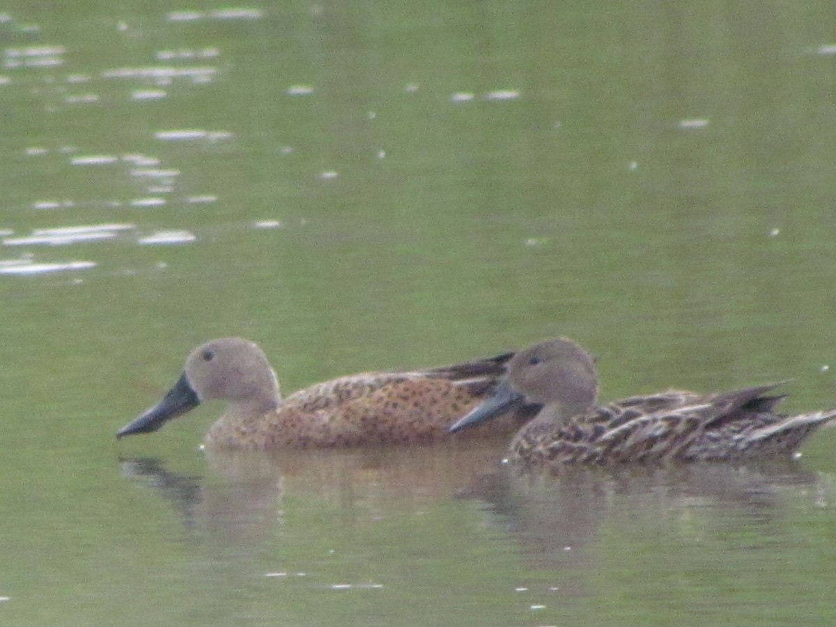 Red Shoveler - Lucas Barrera