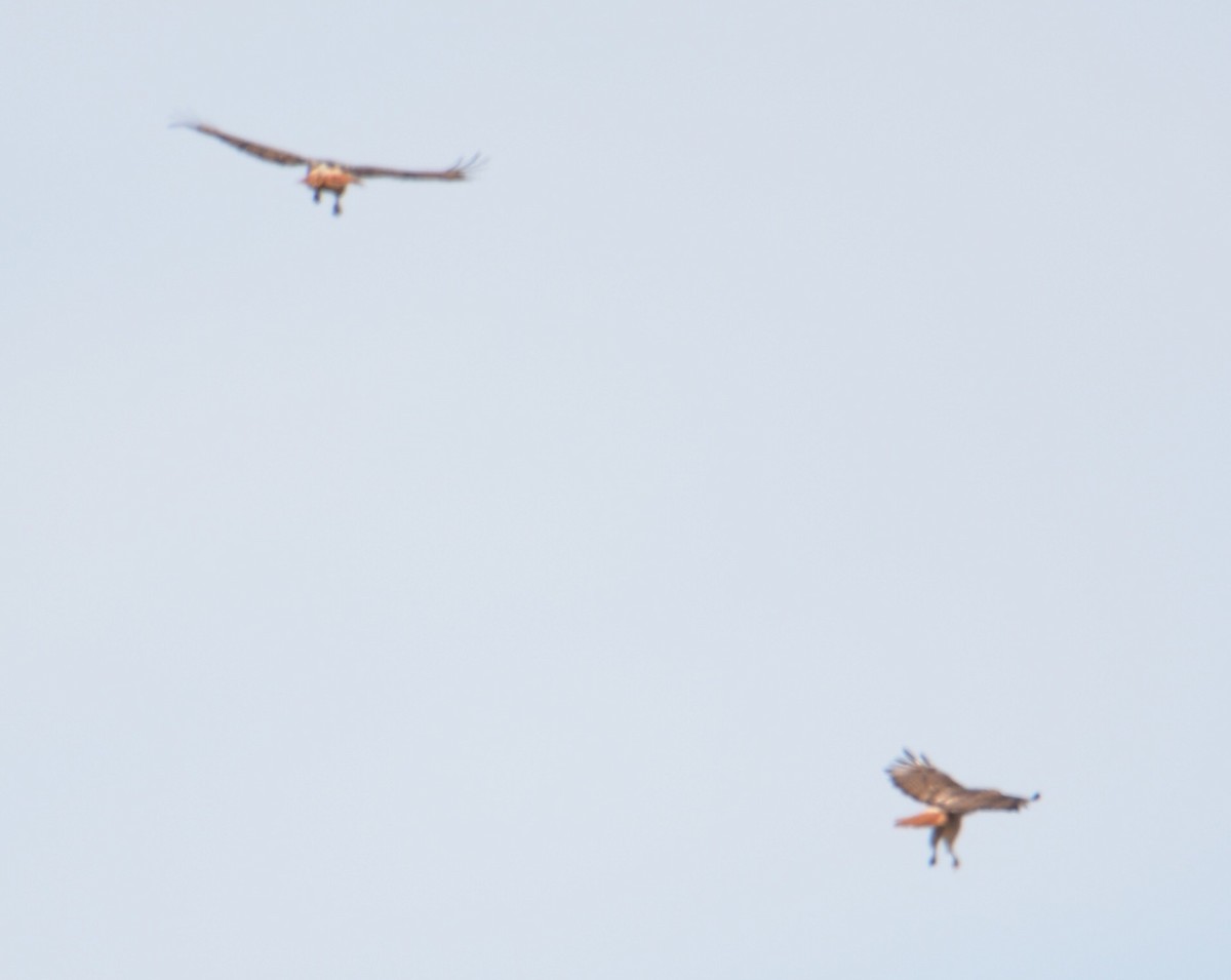 rødstjertvåk - ML90252001