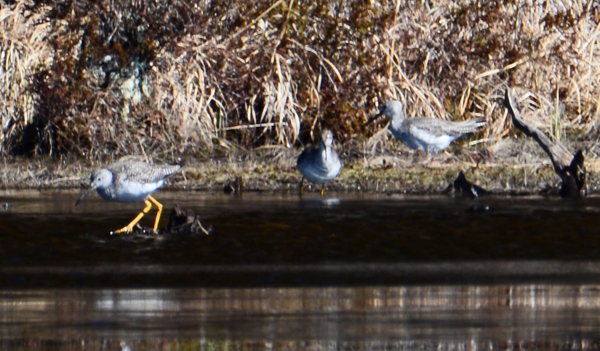 Greater Yellowlegs - ML90252081