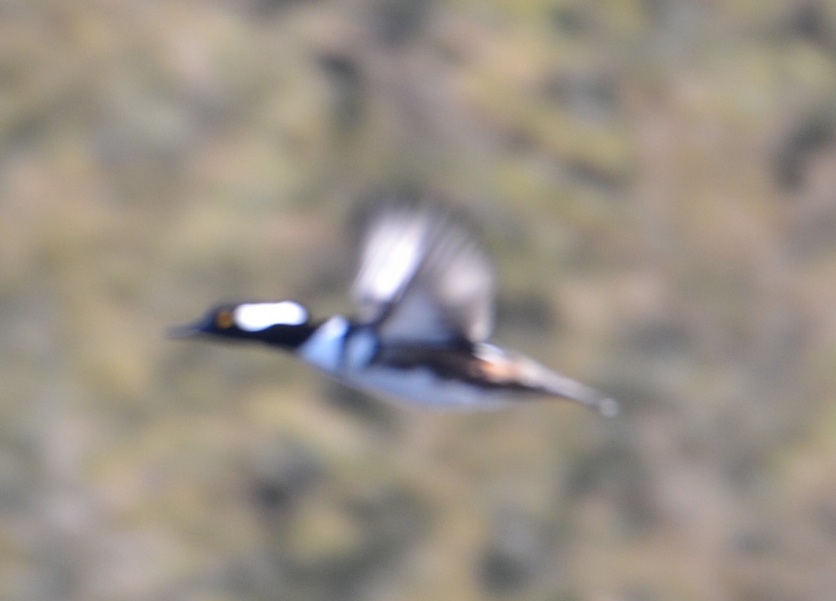 hjelmfiskand - ML90252201