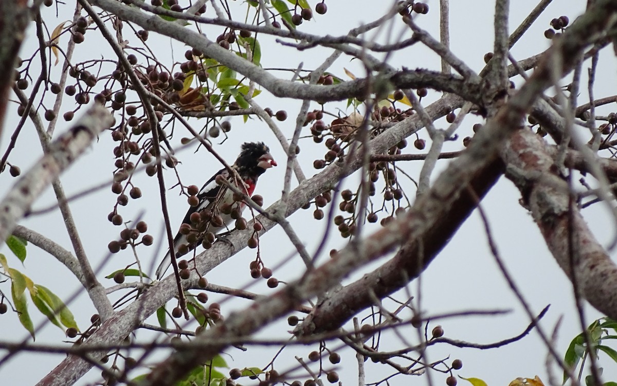 Rose-breasted Grosbeak - ML90253651