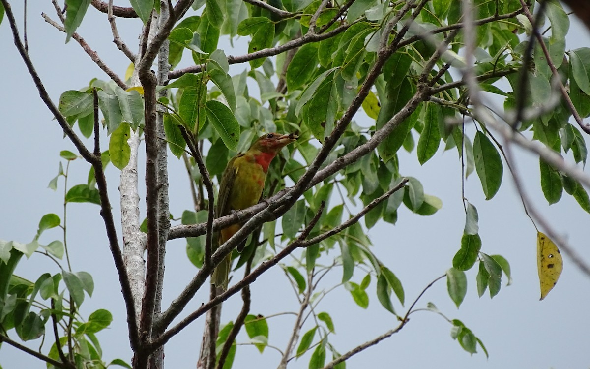 Summer Tanager - ML90253681