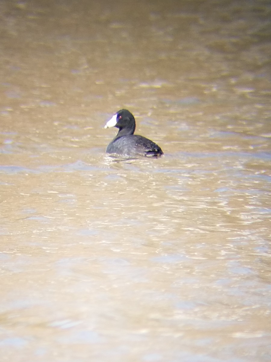 American Coot - Dennis Kent