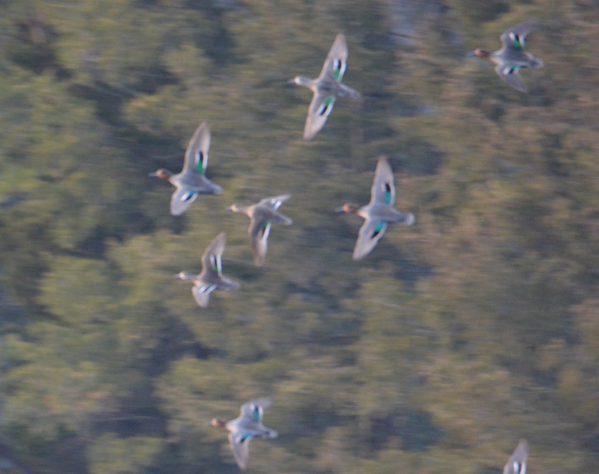 krikkand - ML90254721