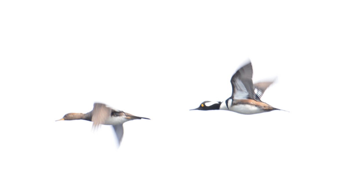 Başlıklı Tarakdiş - ML90254781