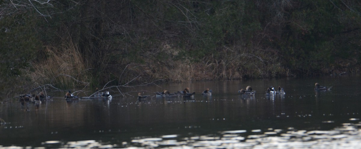 Hooded Merganser - ML90254791