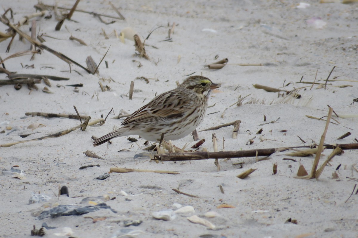 Savannah Sparrow - Sam Cooper