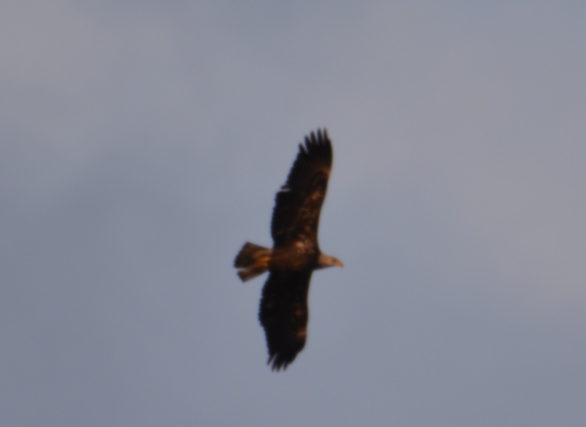 Ak Başlı Kartal - ML90254881