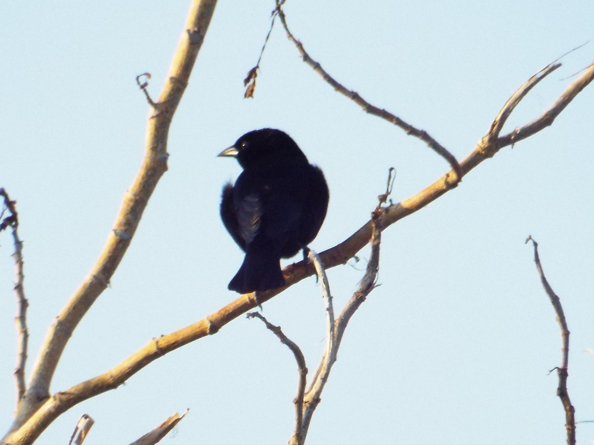 Shiny Cowbird - ML90255101