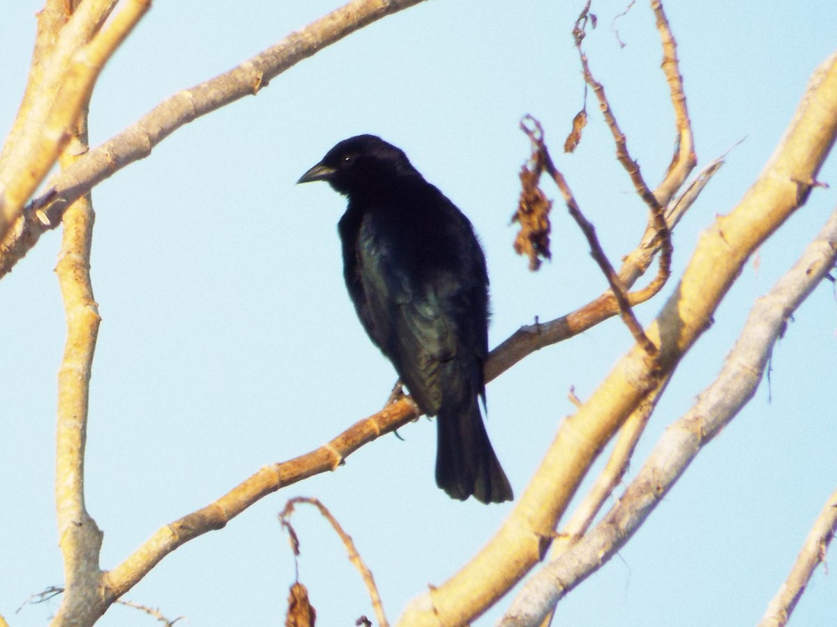 Shiny Cowbird - ML90255121
