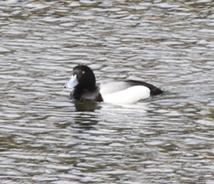 Greater Scaup - Debby Parker