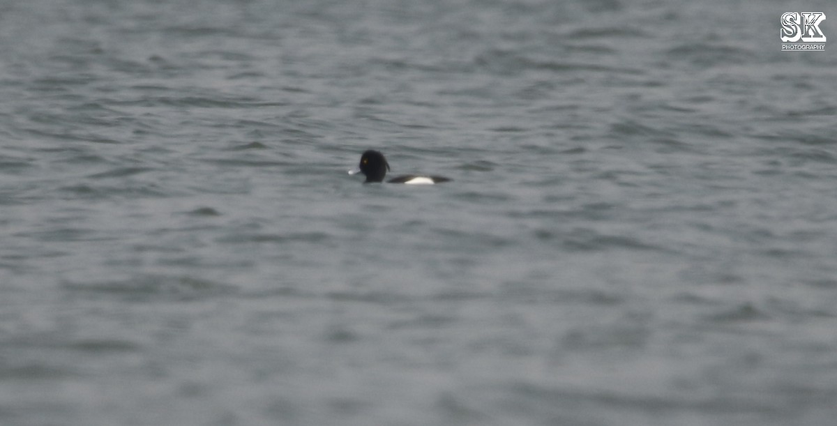 Tufted Duck - ML90255861