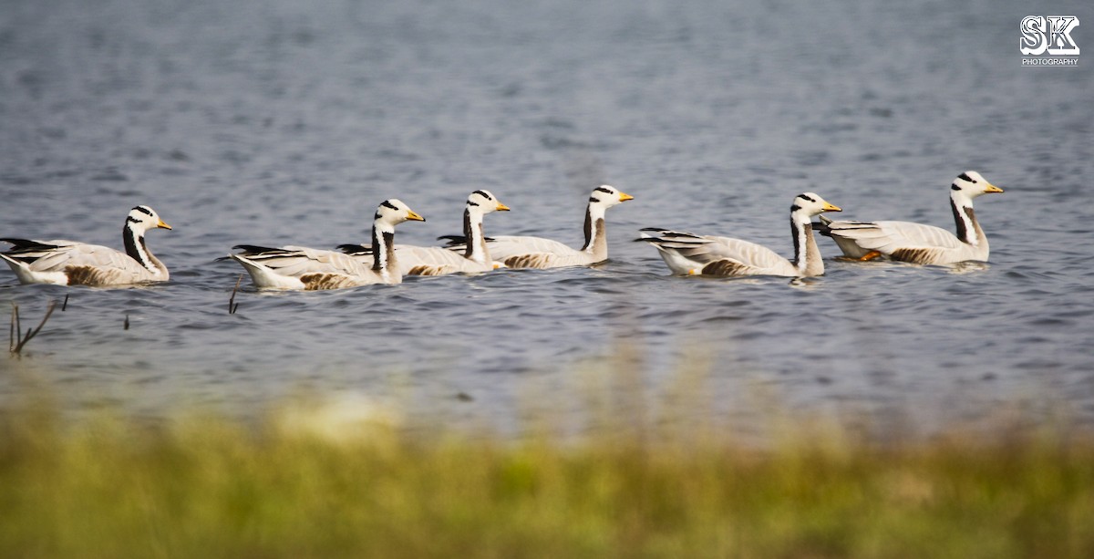 Bar-headed Goose - ML90256111