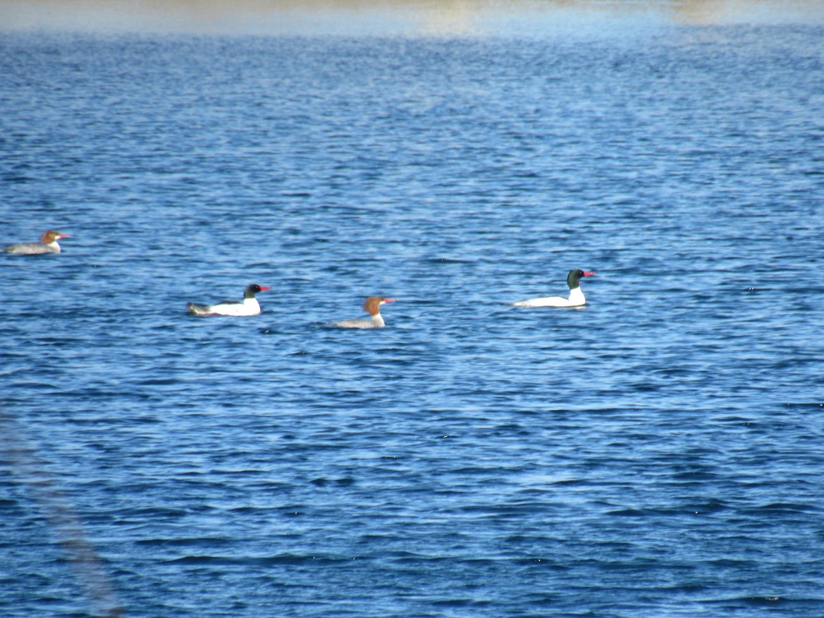 Common Merganser - ML90257661