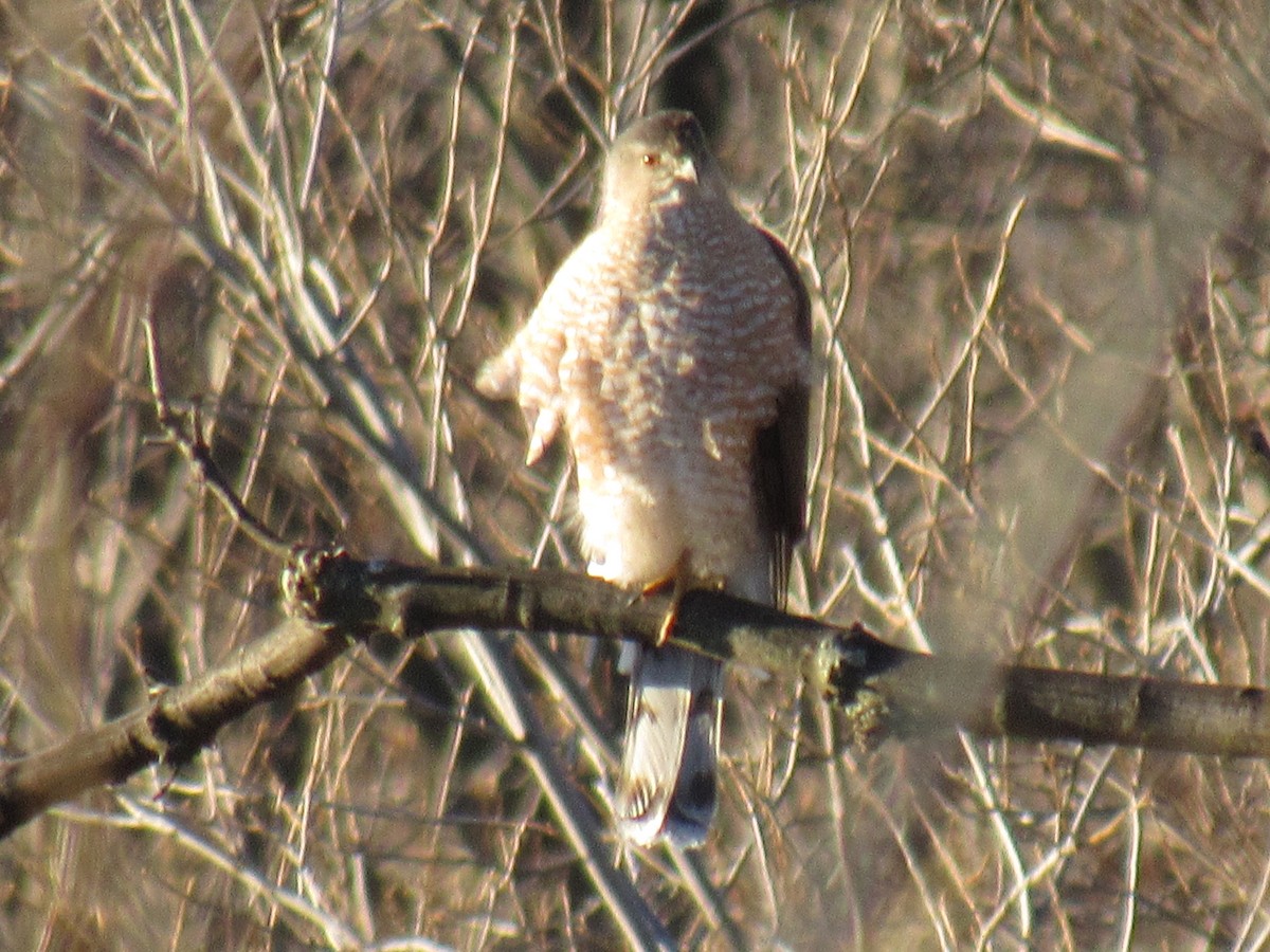 Cooper's Hawk - ML90258001