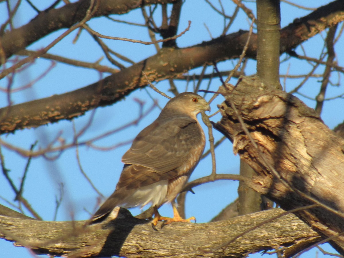 Cooper's Hawk - ML90258021