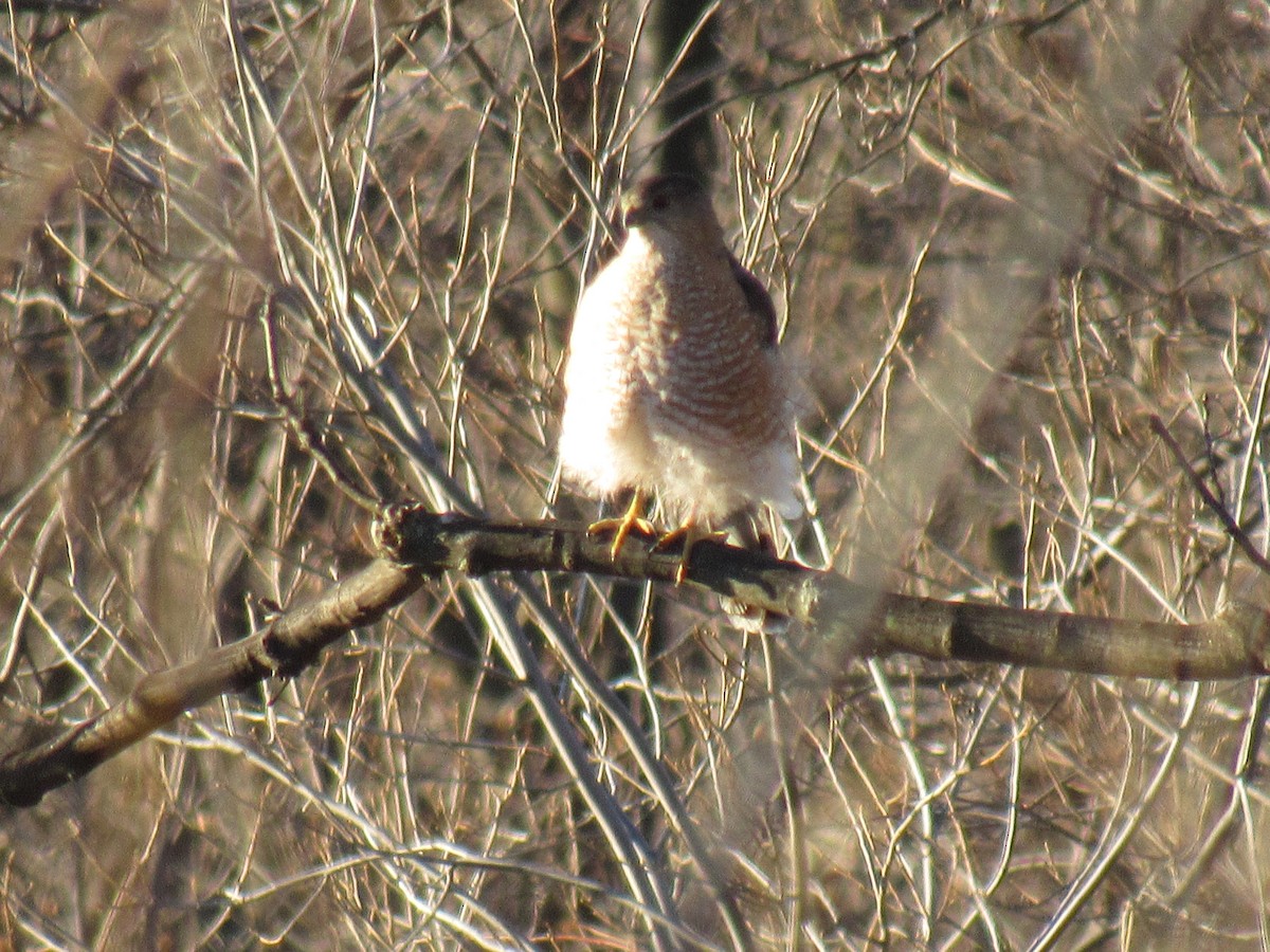 Cooper's Hawk - ML90258051