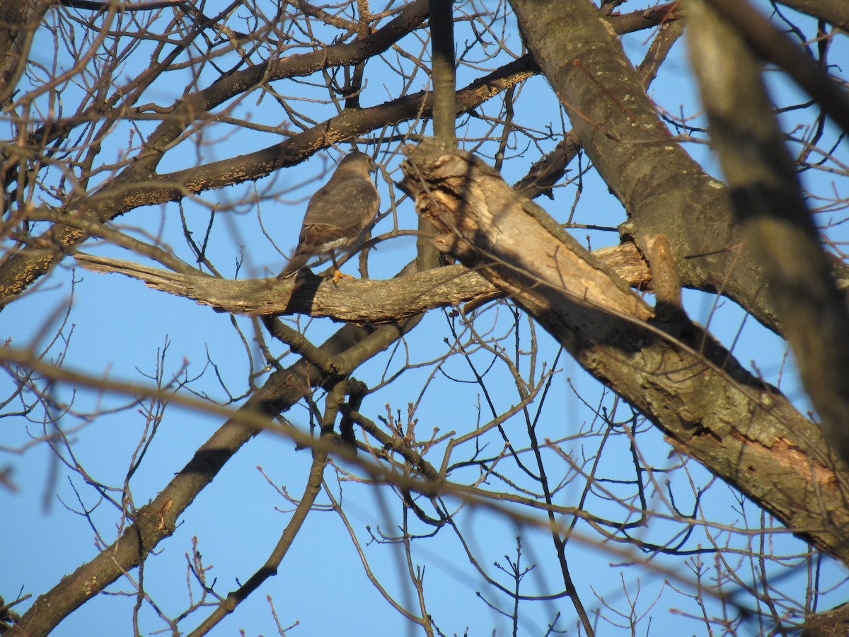 Cooper's Hawk - ML90258061