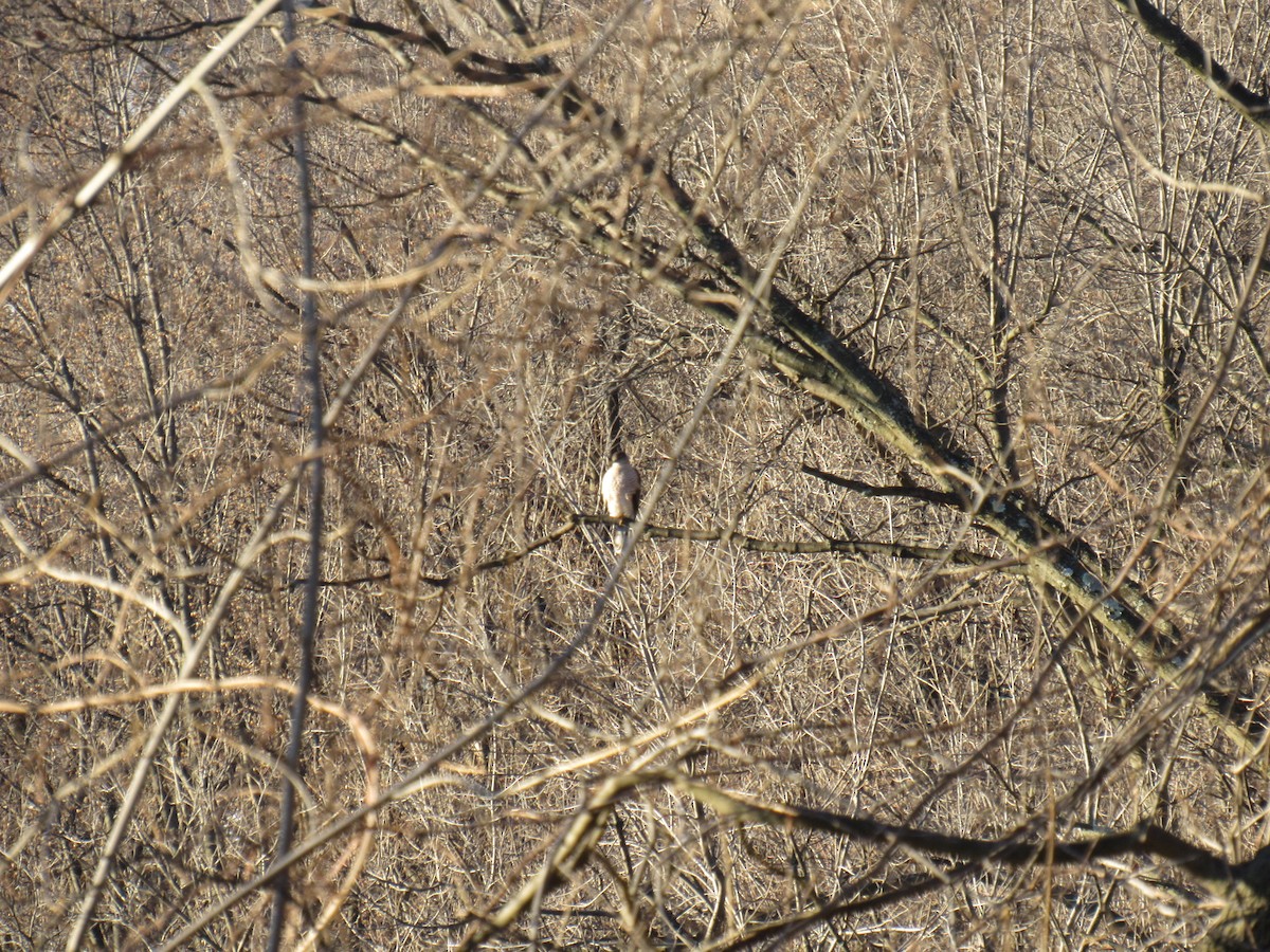 Cooper's Hawk - John Coyle