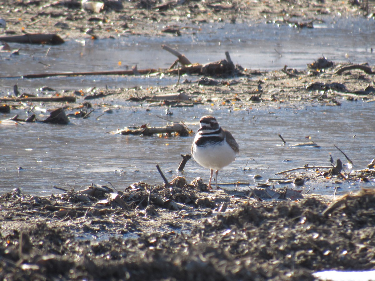 Killdeer - John Coyle