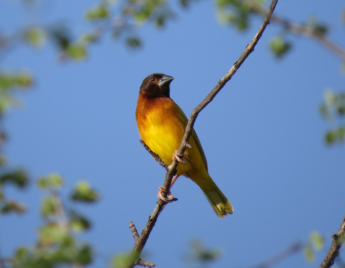 Juba Weaver - ML90258501