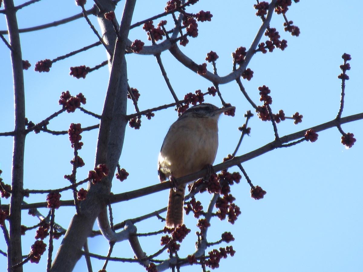 Carolina Wren - ML90258881