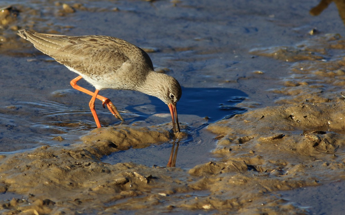 Common Redshank - ML90261071