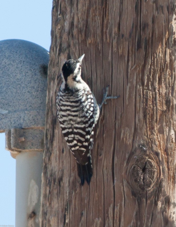 Ladder-backed Woodpecker - Adam Searcy