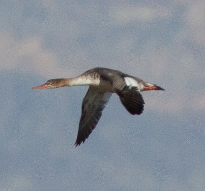 Red-breasted Merganser - Adam Searcy