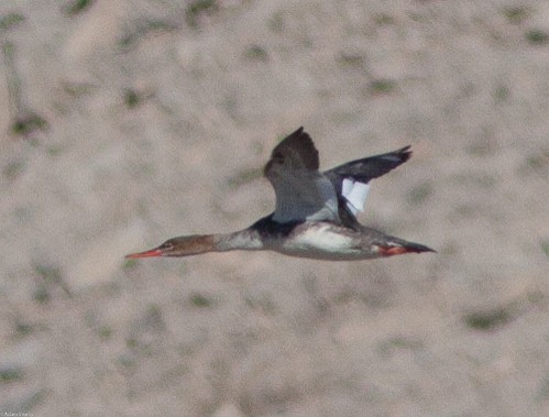 Red-breasted Merganser - Adam Searcy