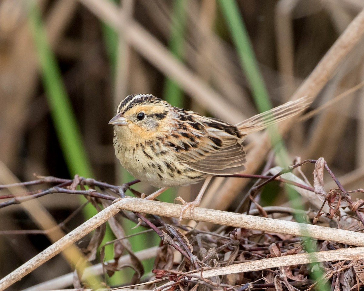 LeConte's Sparrow - Caitlin Best