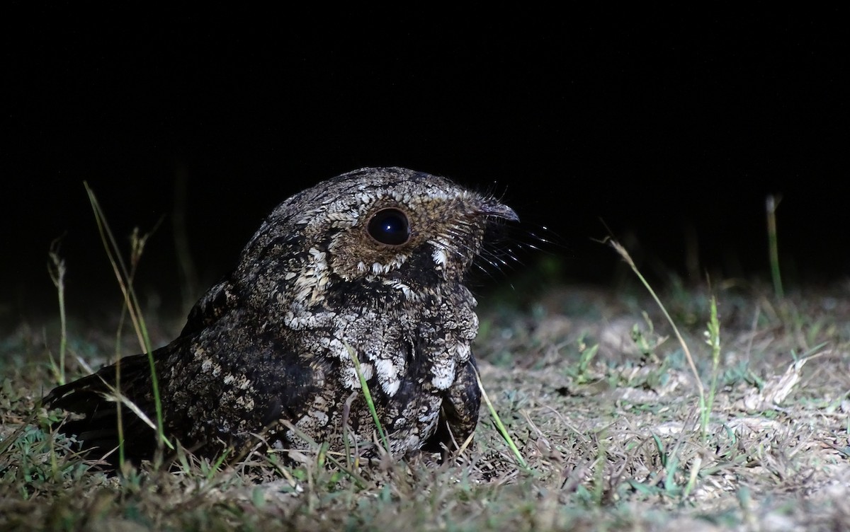 Cuban Nightjar - ML90263231