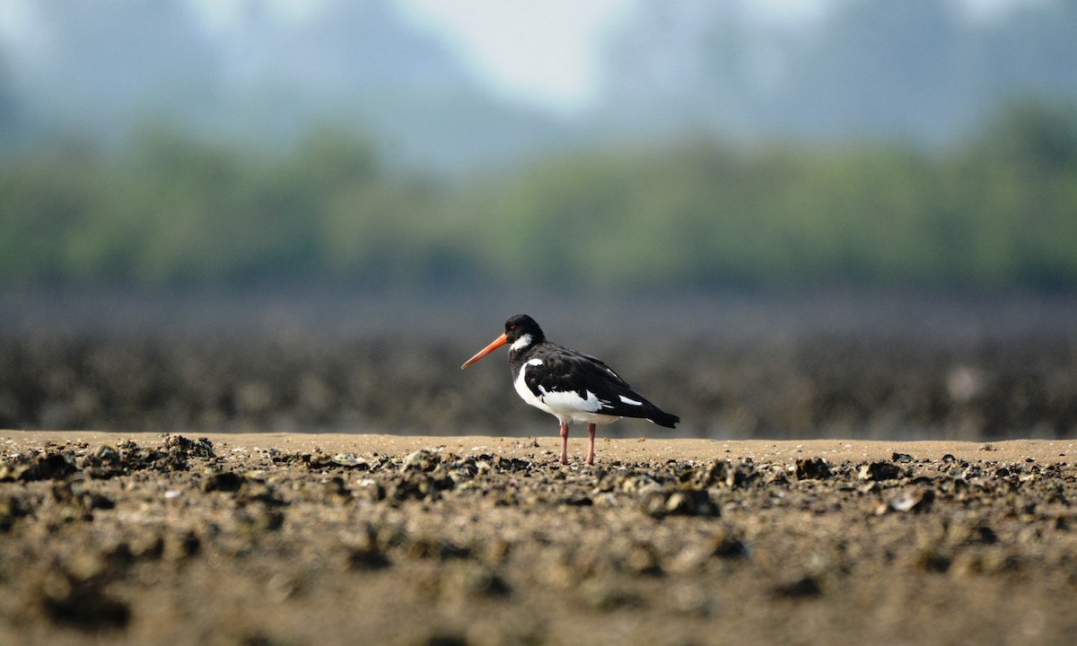 Eurasian Oystercatcher - ML90263421