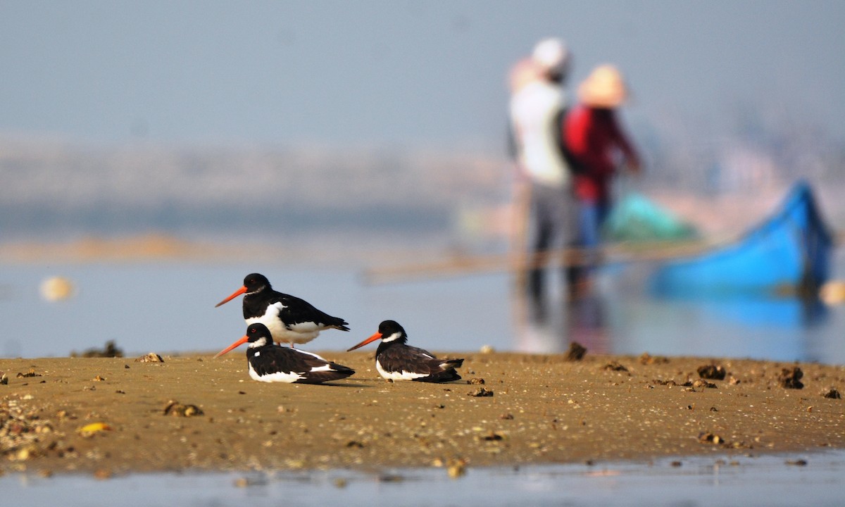 Eurasian Oystercatcher - ML90263461