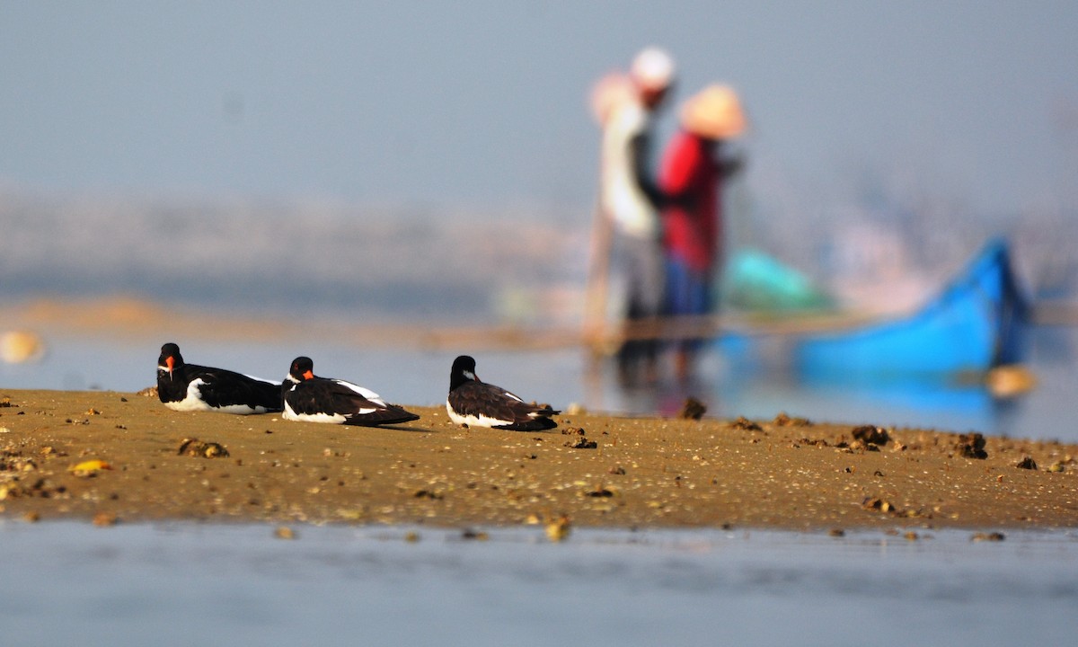 Eurasian Oystercatcher - ML90263541