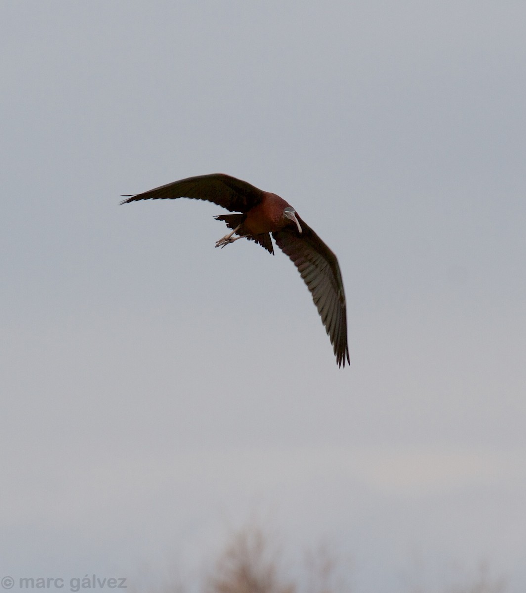 Glossy Ibis - Marc Gálvez