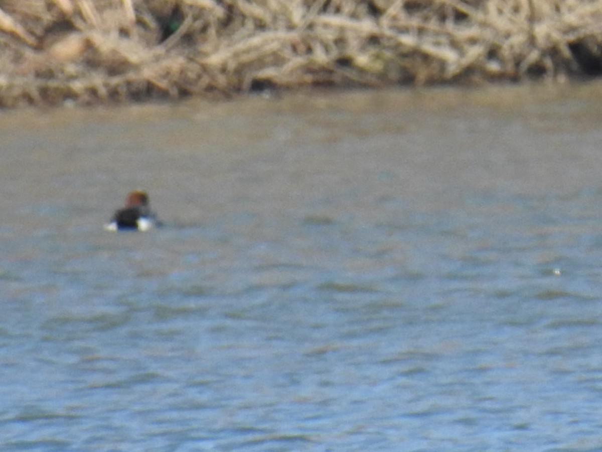 Eurasian Wigeon - ML90267401