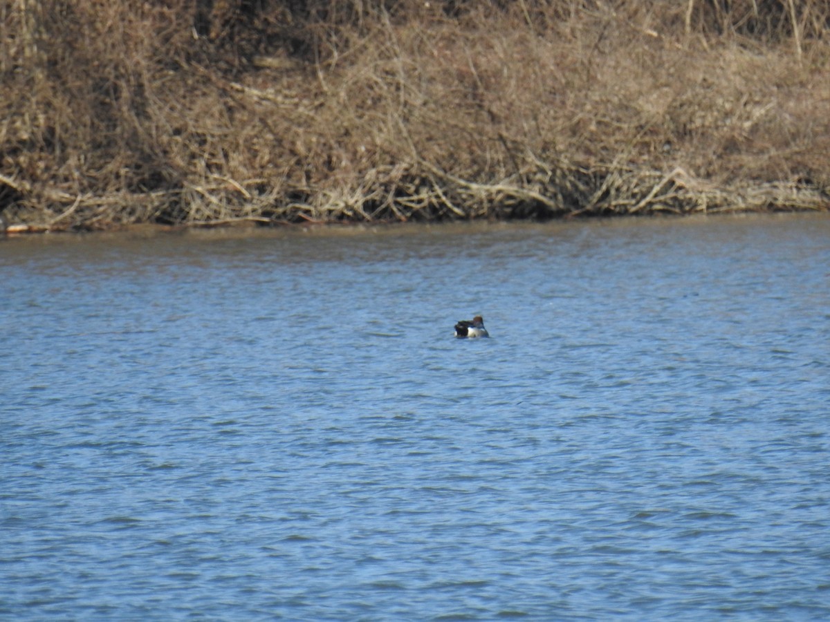 Eurasian Wigeon - ML90267541