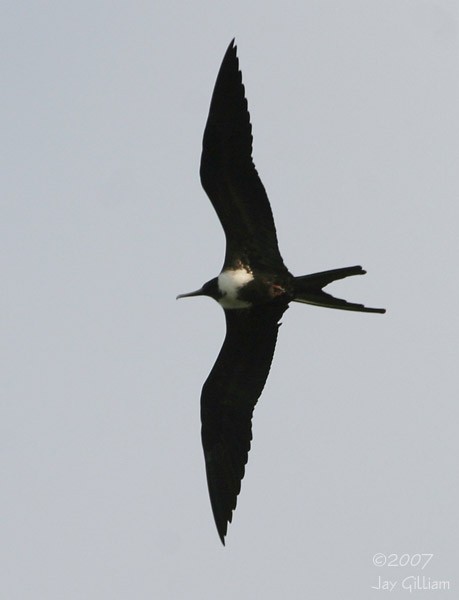 Magnificent Frigatebird - ML90268281