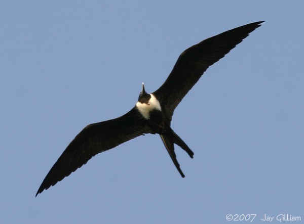 Magnificent Frigatebird - ML90268291