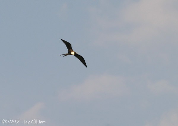 Magnificent Frigatebird - ML90268301