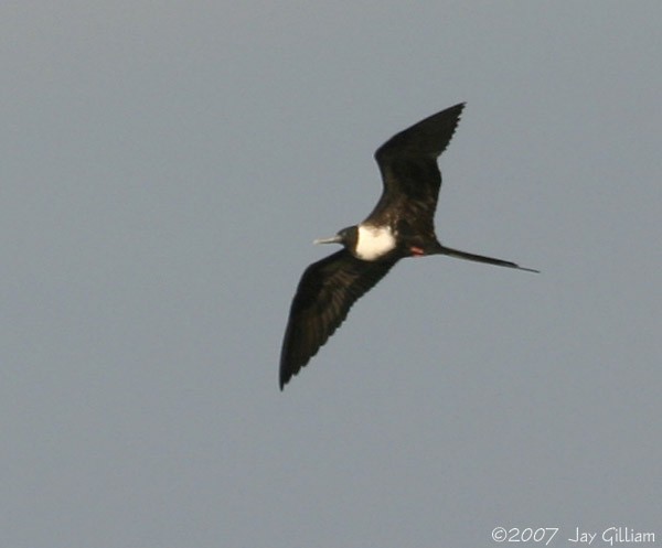 Magnificent Frigatebird - ML90268321