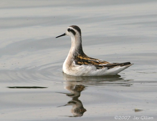 Red-necked Phalarope - ML90269011