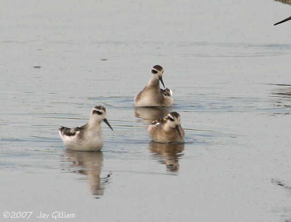 Red-necked Phalarope - ML90269021