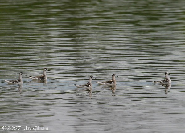 Red-necked Phalarope - ML90269031