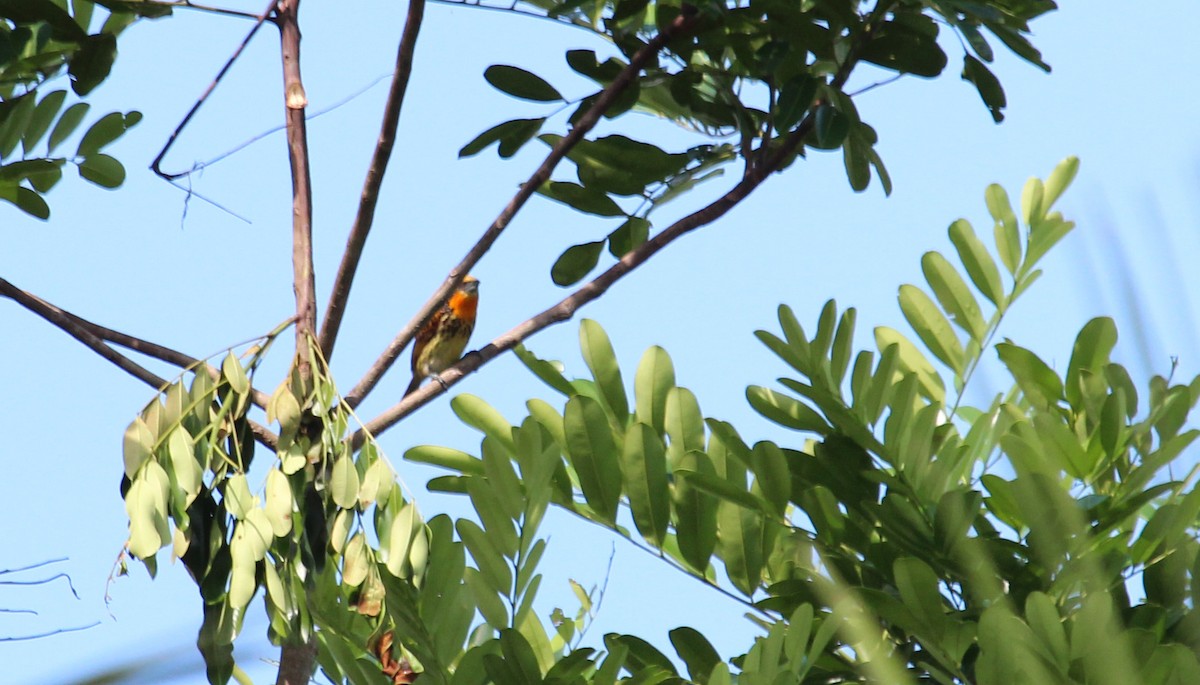 Yaldızlı Barbet - ML90272191