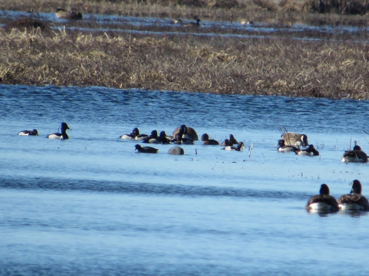 American Coot - scott baldinger