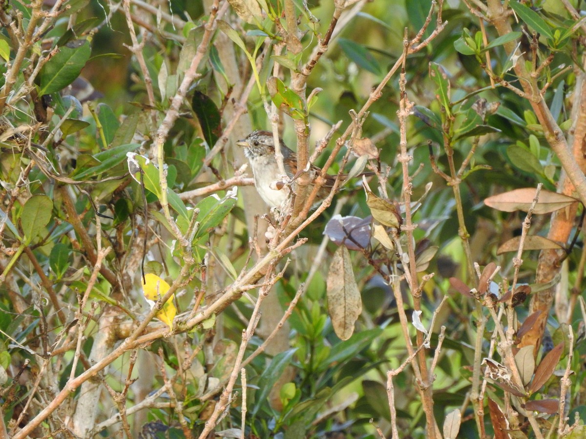Swamp Sparrow - ML90273951