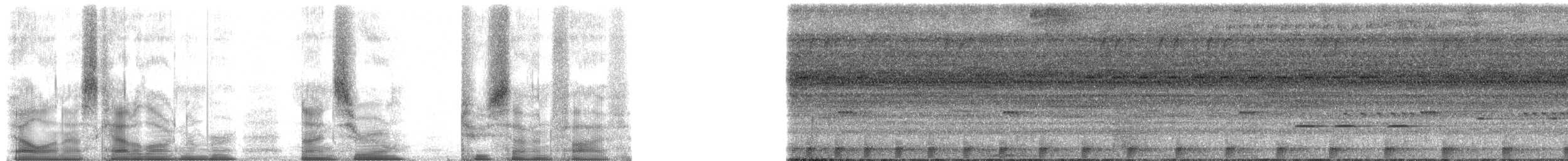 Amazon Bamboo Rat - ML90275