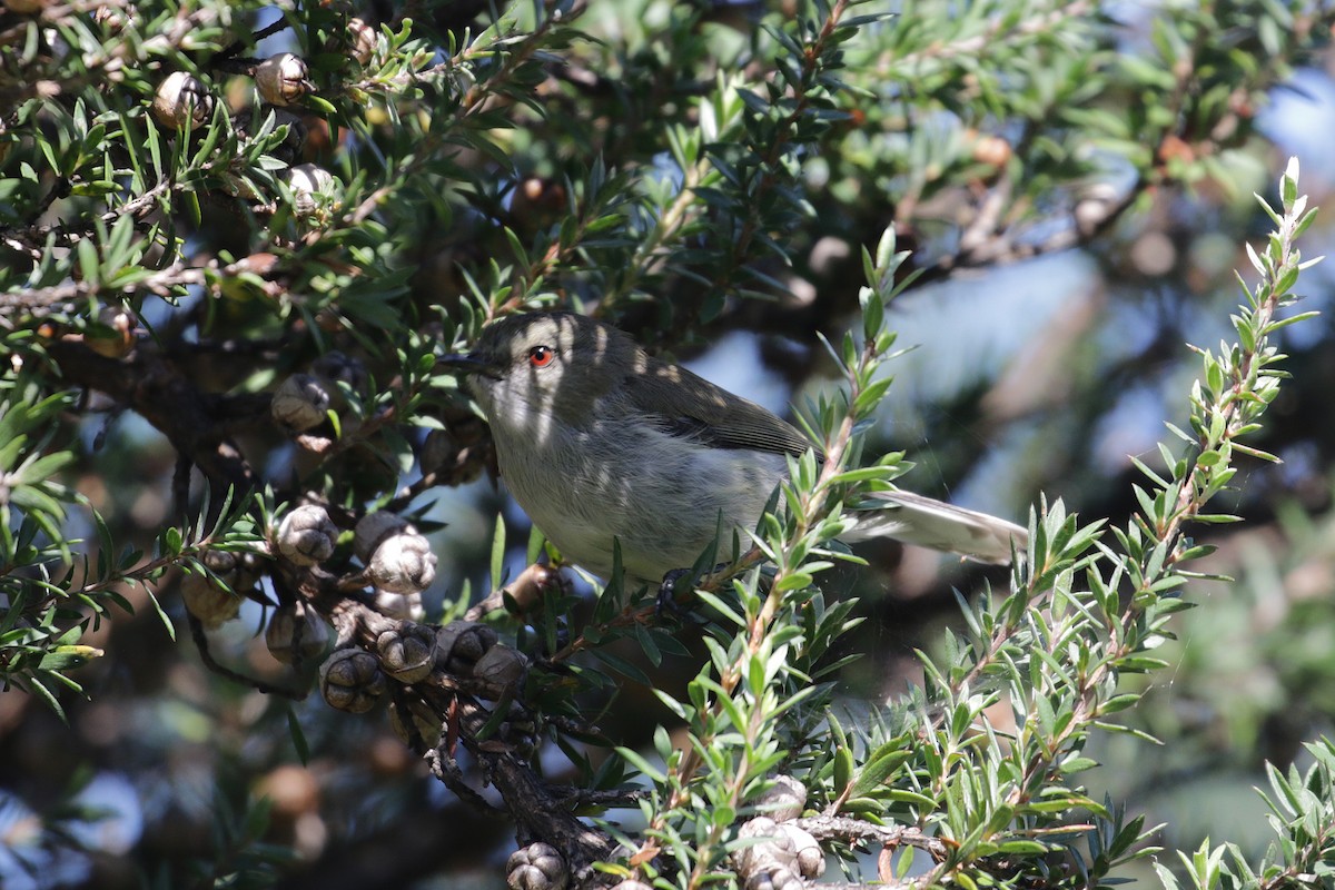 Gray Gerygone - ML90276041